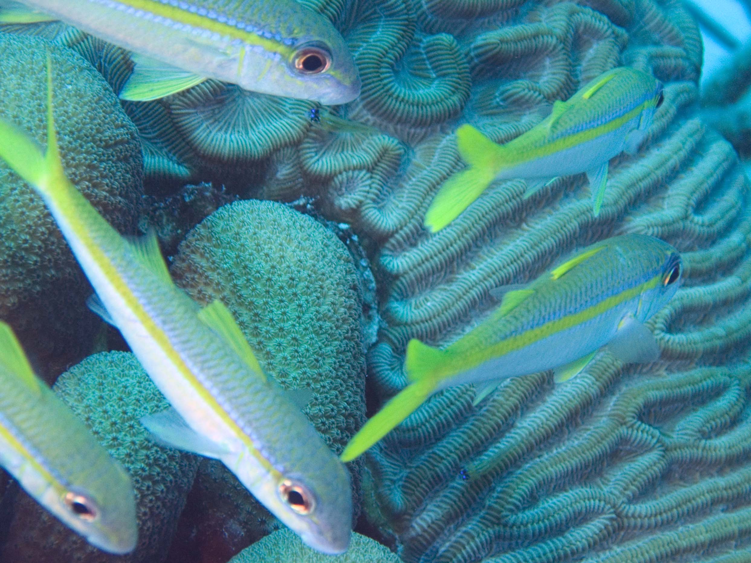 gal/Bonaire 2006/GoatfishCropped5x3.jpg